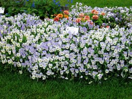 Je ale léto, dny jsou dlouhé