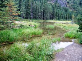 Napajedlo losů, jen kousek od kempu