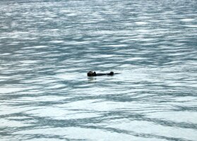 Pozorujeme poživačné mořské vydry