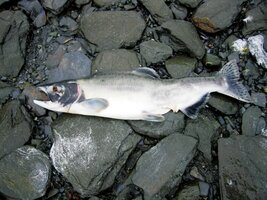 Končí tady svou dlouhou pouť