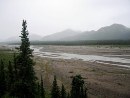 mlžným a deštivým NP Denali