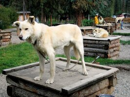 a cvičí je pro práci ve psích spřeženích