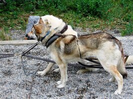 Připravte se! Mush go!