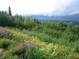 Blížíme se k hraničnímu přechodu Poker Creek