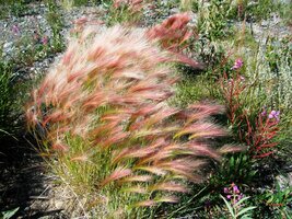 kterým jsme říkali "kanadský oves"