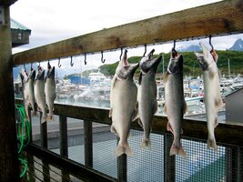 Ryby se tu loví jako o závod,