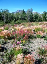 pod stráněmi porostlými barevnými travinami,