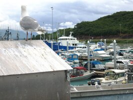 a dostane se přitom i na stále číhající racky