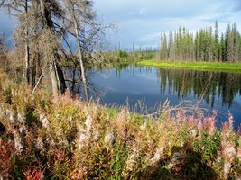 Tohle je Birsh Creek, kde Felix Pedro objevil další zlatonosnou oblast