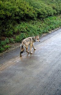 Vlk! Snad jen trochu příliš zmoklý a netečný...