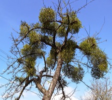 Kolem stromů s chomáči jmelí