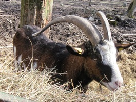 a smrděl jako kozel z místního mini-ZOO