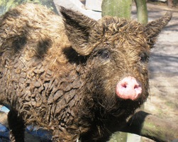 Omluvou je, že Rambo byl jako čuně