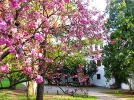 všechno tu kvete a voní,