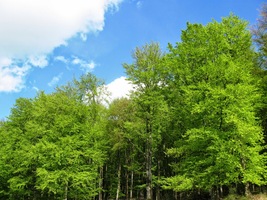 stoupáme typickými bukovými lesy,