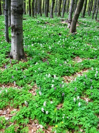 a tak s vůní chmele v ústech a jaterníků v nose