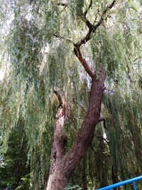 Pod korunami stromů je stín