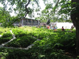 Ze stínu obřího jilmu se to dobře pozoruje