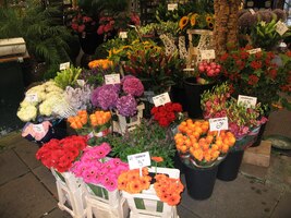 z kterých vyrostou takovéto květy