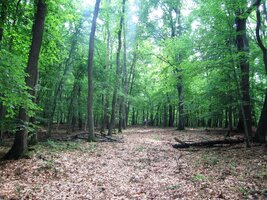 a pokračujeme lesem k vysílači na Vysokém vrchu