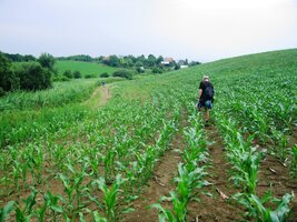 do Rimavské Soboty docházíme rozmoklým polem kukuřice