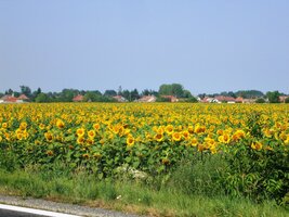 Slunečnicím to však nevadí