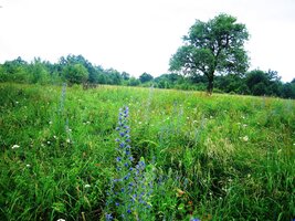 Pohanský vrch - náhorní louka