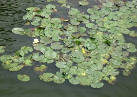 Po obědě míjím skupinku leknínů