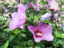 a vstoupil do země vápence a květů