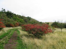 a lemovaly ji keře s rudými plody