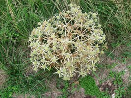 (i ty pichlavé byly krásné)