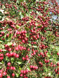 Plody pozdního léta