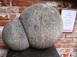 s raritní skulpturou vinné kvasinky