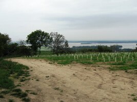 Vinice na cestě k jezeru