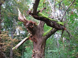 V místním pralese už jsem to poznával,