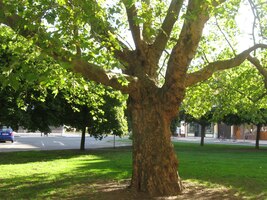 rostou nádherné platany