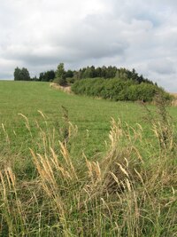 na cestě k rybníku Valcha před Třeští