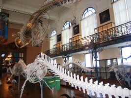 Páteř velryby se sem ovšem málem nevešla