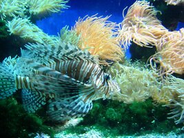 a jeho akvaria hýří barvami