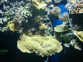 Založil je starý kníže pán - dobrodruh i vědec v jedné osobě